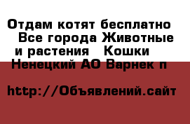 Отдам котят бесплатно  - Все города Животные и растения » Кошки   . Ненецкий АО,Варнек п.